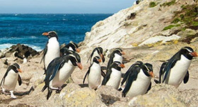 Snares Penguins